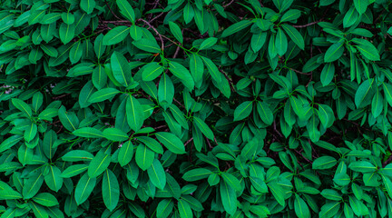Green leaves background and greenery foliage textured as natural evergreen wallpaper and backdrop
