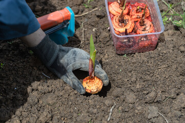 the hand plants bulbs of flowers in the soil. Hand holding a gladiolus bulb before planting in the...