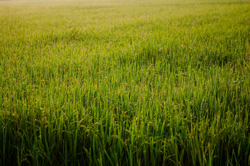 grass in the morning,paddy,morning,grass,light,farm,landscape,thailand,chiangmai,natural,sunlight,wheat,sky,sun