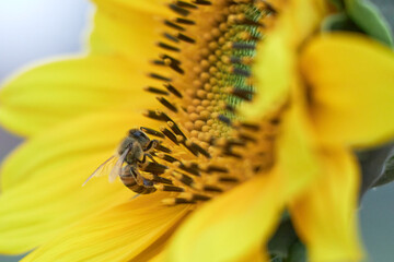 a honey bee flying around sunflower collecting nectar