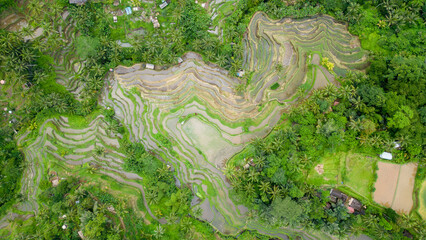 The stunning Tegalalang Rice Terrace, part of the Cultural Landscape of Bali Province UNESCO World Heritage Site, comprises cascading emerald-green fields worked by local rice farmers.	