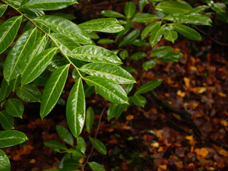 Tree branch with green leaf wet after rain and brown color leaf on the ground out of focus. Autumn or fall season background.