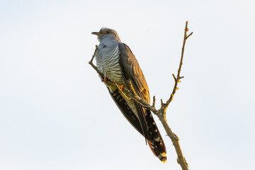 
cuckoo