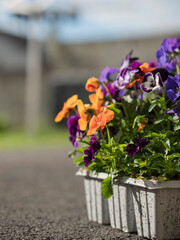 Plastic flower pot on a ground in a backyard with ready to plant colorful flowers. Garden job. Summer season work.