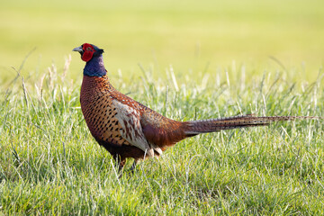 pheasant in the grass