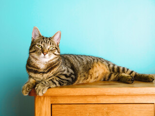 Beautiful tabby cat of a brown color furniture, light blue background. Cute home pet posing in relaxed comfortable way.