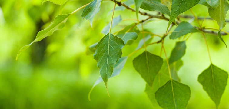 Green leaves of tree. Summer banner