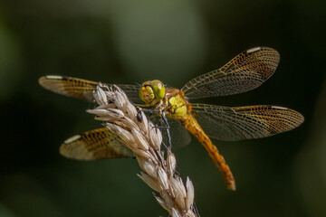 close up of dragonfly