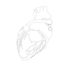 Realistic human heart vector drawing Human organs Creative abstract art background Trendy concept. Outline simple image black and white color Vector Contour vector outline drawing of human heart organ