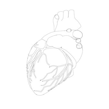 Realistic human heart vector drawing Human organs Creative abstract art background Trendy concept. Outline simple image black and white color Vector Contour vector outline drawing of human heart organ