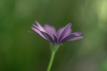 Macro shot of a beautiful blooming violet daisy in a field on a blurred background