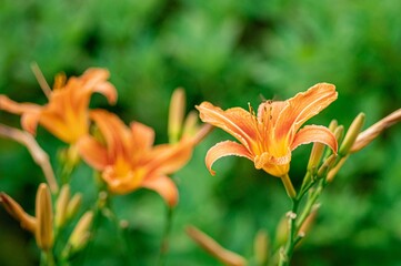 Obraz premium Selective focus shot of orange lily flowers in the garden on blur green background
