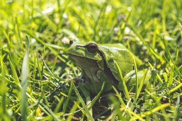 Closeup of green European tree frog on green grass