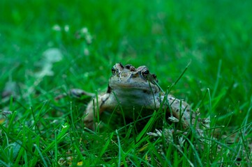 Closeup of Common frog sitting on green grass - Powered by Adobe