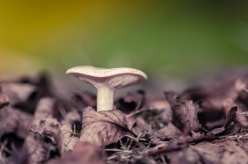 Fototapeta premium Selective focus shot of a mushroom growing on the ground surrounded by dried fallen leaves