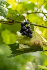 Vertical shot of a black ripe grape bunch hanging on a vine