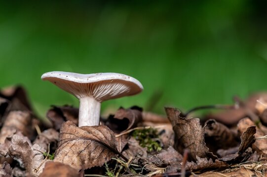 Closeup of a clouded agaric (Clitocybe nebularis) growing in wilted leaves on the ground