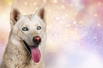 Funny cute smart dog pet