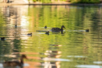 Family of mallard ducks pictured swimming peacefully in a tranquil lake