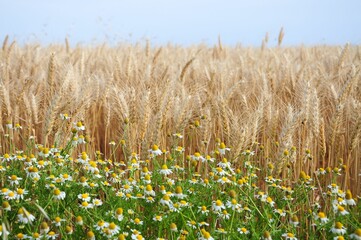 Beautiful landscape of crops plantations in Juan Lacaze, Colonia, Uruguay