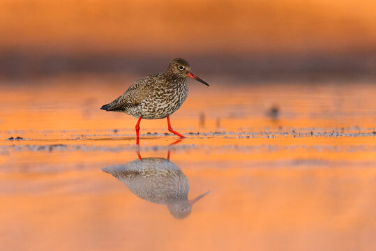 Common redshank or redshank (Tringa totanus) with reflection looking for food in the wetlands in spring.