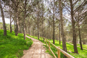 Bosque en Villanueva del Trabuco, Málaga, Spain