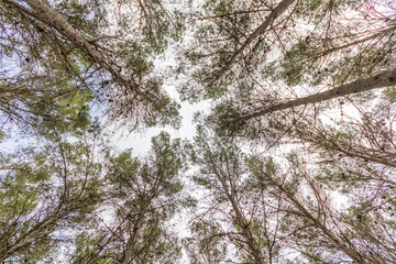Bosque en Villanueva del Trabuco, Málaga, Spain