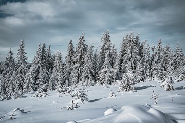 Obraz premium Scenic winter landscape featuring a forest of evergreen trees blanketed in freshly fallen snow.