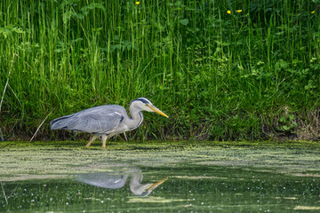 Graureiher am Wasser