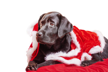 A black labrador retriever dog in Santa Claus clothes lies on a red blanket. Young dog isolate on...