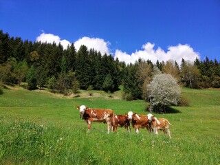 Fototapeta na wymiar Cows stands in high alpine meadow. A picturesque view of animals grazing in the summer on the farm in South Tyrol, Italy