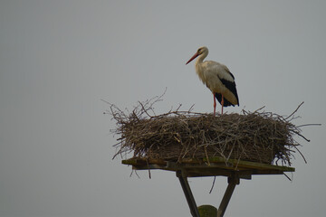 Storch im Nest