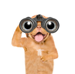 Happy mastiff puppy looks through binoculars. Isolated on white background