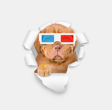 Serious puppy wearing 3d glasses looking through the hole in white paper