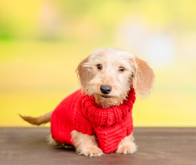 Dachshund puppy wearing warm sweater sits at autumn park