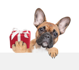 French Bulldog puppy holds gift box and looks above empty white banner. isolated on white background