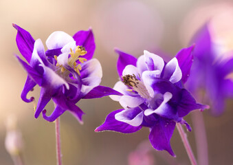 Fioletowe kwiaty Kuklika - Aquilegia © mycatherina