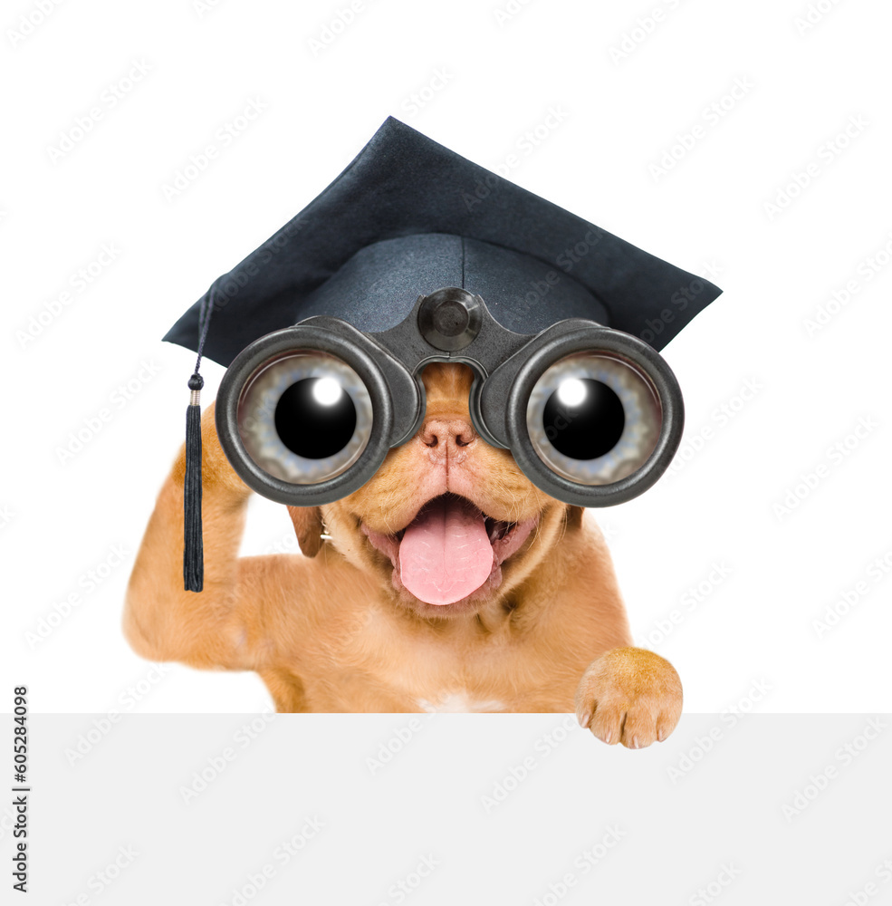 Poster graduated mastiff puppy looks through binoculars above empty white banner. isolated on white backgro