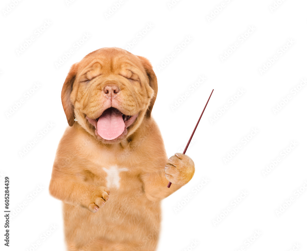 Aufkleber laughing mastiff puppy point away on empty space. isolated on white background