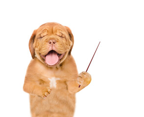 Laughing  Mastiff puppy point away on empty space. Isolated on white background
