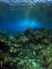 Fototapeta na wymiar a beautiful coral reef in the crystal clear waters of the caribbean sea