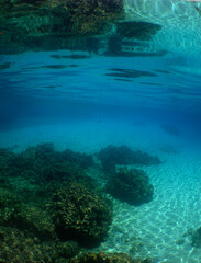 a beautiful coral reef in the crystal clear waters of the caribbean sea