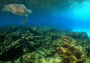 a beautiful coral reef in the crystal clear waters of the caribbean sea