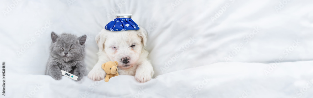 Poster Sick kitten with thermometer and Bichon Frise puppy with with ice bag or ice pack on it head sleep with toy bear under warm blanket  on a bed at home. Top down view. Empty space for text