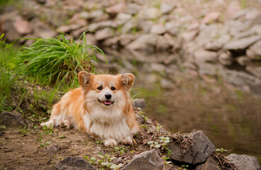 Young Corgi Female Dog In Spring Forest near river bank. Close Up Portrait of Cute Fluffy Corgi Dog in a spring nature landscape.
