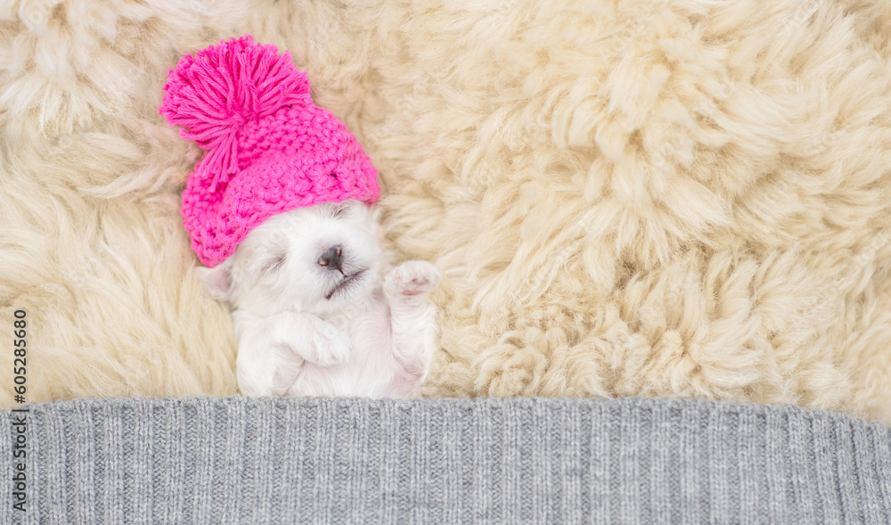 Aufkleber tiny white lapdog puppy wearing warm hat sleeps under warm blanket on a bed at home. top down view. 