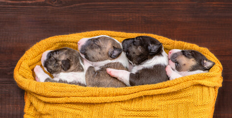 Four tiny newborn Biewer Yorkie  puppies sleep together under a warm plaid. Top down view