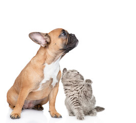 Young French Bulldog puppy and playful kitten sit together in profile and look away and up on empty space. isolated on white background