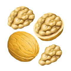 Fresh Walnut. hand drawn illustration, isolated on white background