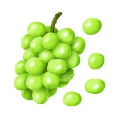 Fresh Shine muscat. hand drawn illustration, isolated on white background